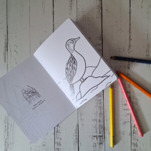 libro para pintar Aves de Chile_